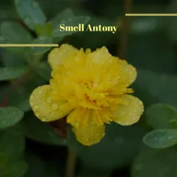 Smell Antony