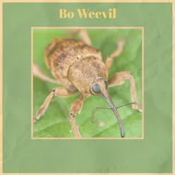 Bo Weevil