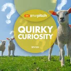 Quirky Curiosity