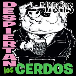 Despiertan los Cerdos