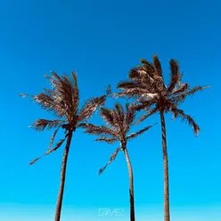 Palm Trees