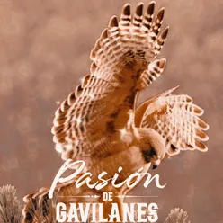 Pasión de Gavilanes