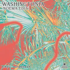 Washingtonia Noema Edit