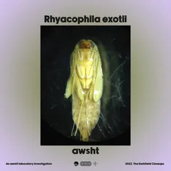 Rhyacophila Exotii