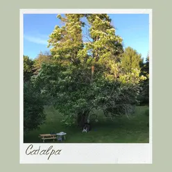 Catalpa