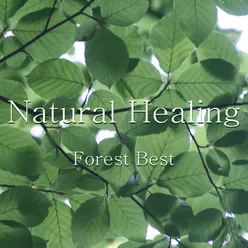 Best of Natural Healing Forest