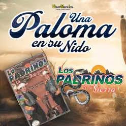 Una Paloma en Su Nido