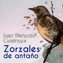 Zorzales de Antaño - Juan Darienzo - Cicatrices