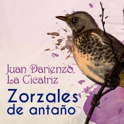 Zorzales de Antaño - Juan Darienzo - La Cicatriz