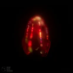 Bloody Belly Comb Jelly
