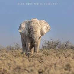 White Elephant