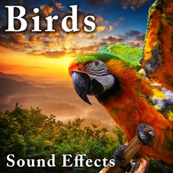 Various Birds: Light Calls, Songs, Squeals, Squawks and Whistles
