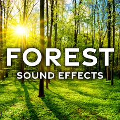 Forest Ambience: Busy with Light Brook, Animals, Birds Chirps, Frogs, and Insects