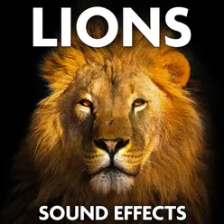 Lions Emit Various Wild Roars