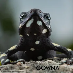 Gowna