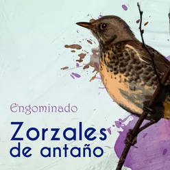 Zorzales de Antaño… Engominado