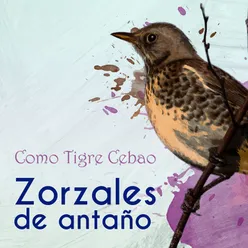 Como Tigre Cebao