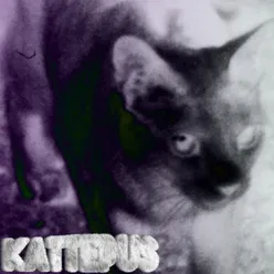 Kattepus