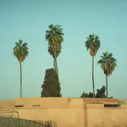 palm trees