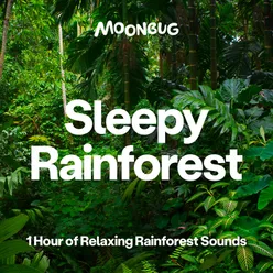 Sleepy Rainforest 1 Hour of Relaxing Rainforest Sounds