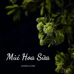 Mùi Hoa Sữa