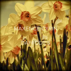 Daffodils