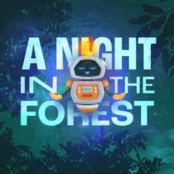 A night in the forest