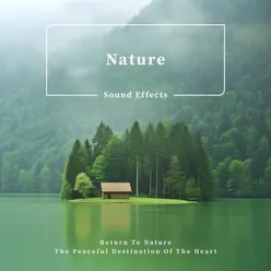 Nature Sound Effects:Return to Nature, the Peaceful Destination of the Heart