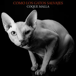 Como los gatos salvajes (En directo)