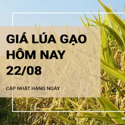 Giá lúa gạo hôm nay ngày 22/08/2024: Nhu cầu mua lúa chậm, do giá lúa quá cao