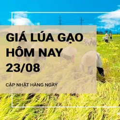 Giá lúa gạo hôm nay ngày 23/08/2024: Giá lúa giảm 200 đồng/kg, giá gạo duy trì ổn định