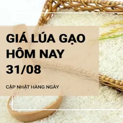 Giá lúa gạo hôm nay ngày 31/08/2024: Thị trường mua bán chậm, các kho nghỉ lễ nhiều