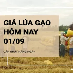 Giá lúa gạo hôm nay ngày 01/09/2024: Giá ổn định, thị trường giao dịch chậm