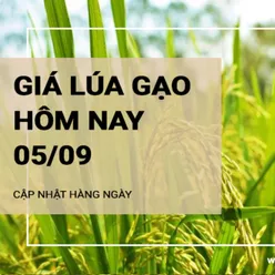 Giá lúa gạo hôm nay ngày 05/09/2024: Giá gạo, giá lúa đồng loạt giảm