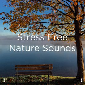 i går Ødelæggelse profil Stress Free Nature Sounds "!!! Songs Download MP3 or Listen Free Songs  Online | Wynk