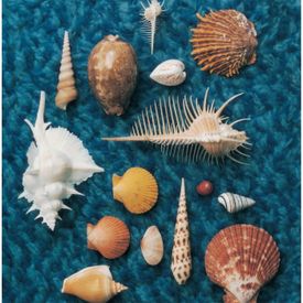 Hinatano Madoni Akogarete Mp3 Song Download By Spitz Cycle Hit 1991 1997 Spitz Complete Single Collection Wynk