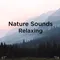 Zen Nature Sounds