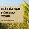 Giá lúa gạo hôm nay ngày 22/08/2024: Nhu cầu mua lúa chậm, do giá lúa quá cao