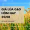 Giá lúa gạo hôm nay ngày 25/08/2024: Giá lúa tăng, giảm trái chiều