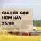 Giá lúa gạo hôm nay ngày 26/08/2024: Giá gạo tăng 50-150 đồng/kg