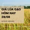 Giá lúa gạo hôm nay ngày 28/08: Gạo nguyên liệu và thành phẩm đồng loạt giảm