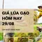 Giá lúa gạo hôm nay ngày 29/08/2024: Giá gạo trong nước giảm 250-300 đồng/kg