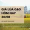 Giá lúa gạo hôm nay ngày 30/08/2024: Giá gạo giảm 50 - 100 đồng/kg