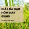 Giá lúa gạo hôm nay ngày 05/09/2024: Giá gạo, giá lúa đồng loạt giảm